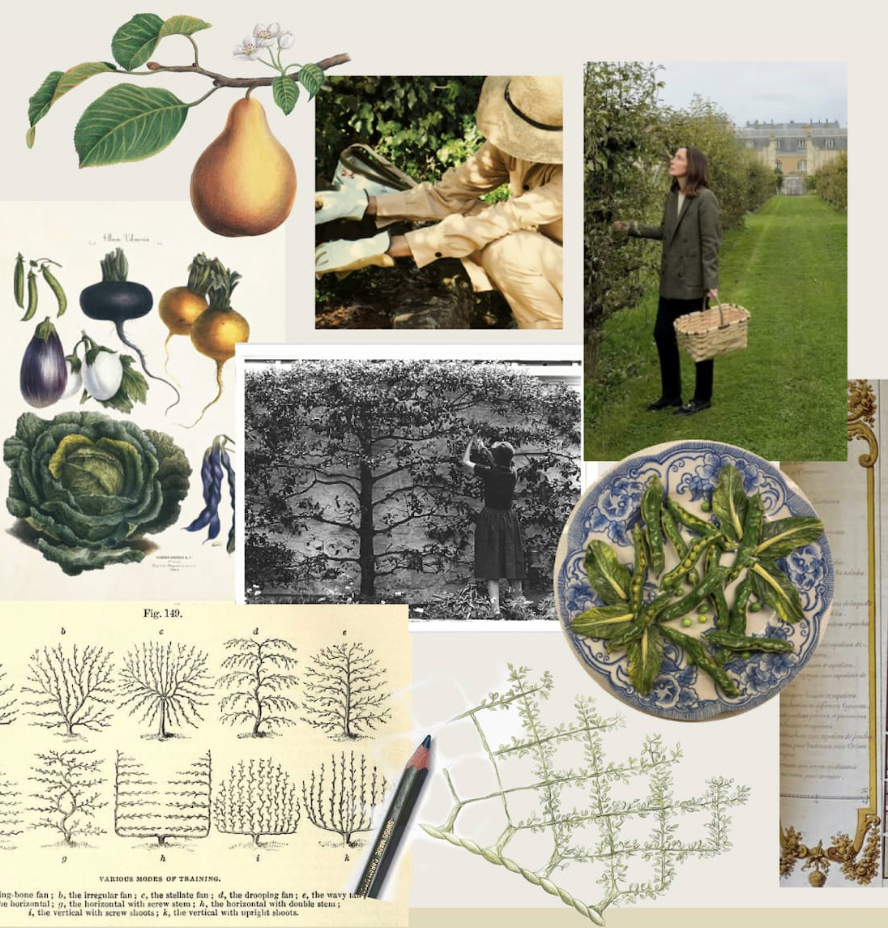 An elegant autumn garden collage featuring a woman in a trench coat carrying a woven basket through a formal garden layout, alongside vintage botanical illustrations of a pear branch, root vegetables, winter cabbages, and a patterned ceramic plate.